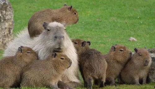 娱乐吃瓜酱水豚,揭秘水豚界的萌宠传奇